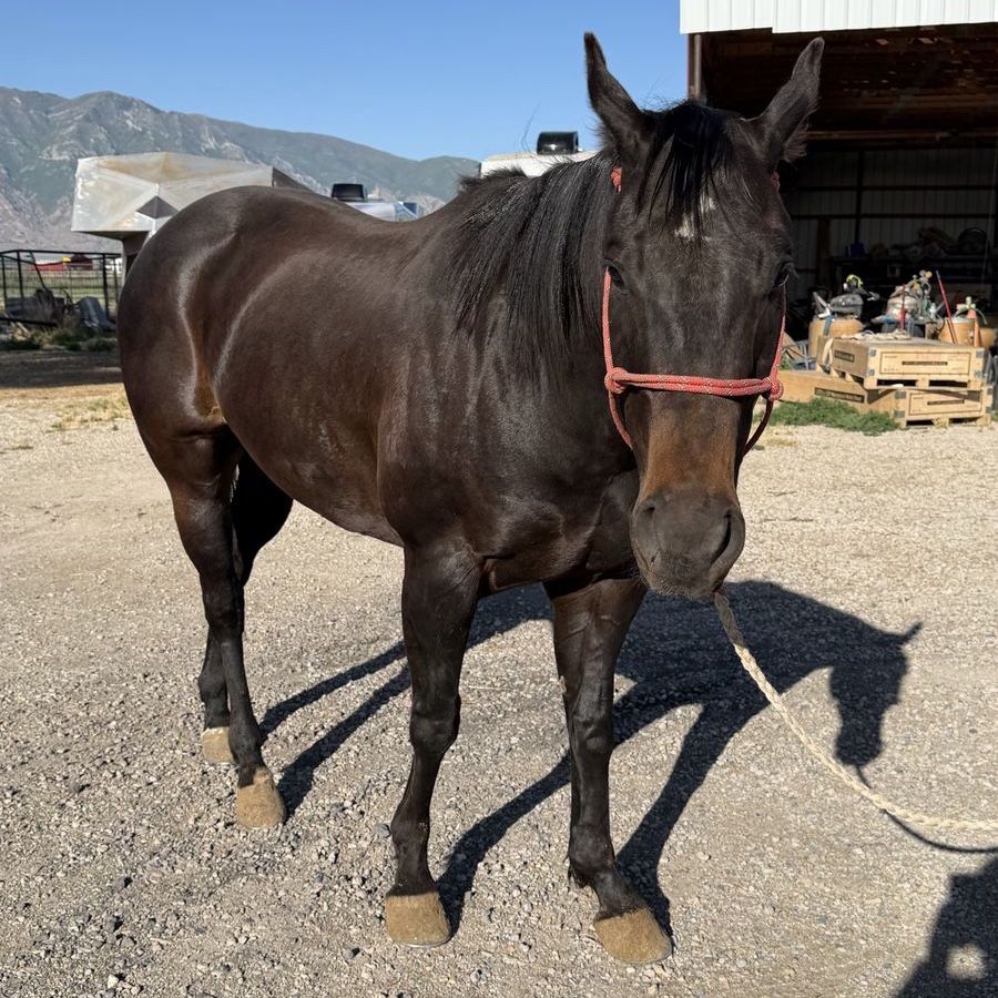AQHA 6-Year-Old Gelding - Ranch, Trail, Rope, Barrel Prospect - 15.2-15.3H, Partially Fused Hock
