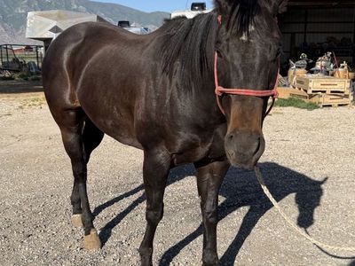 AQHA 6-Year-Old Gelding - Ranch, Trail, Rope, Barrel Prospect - 15.2-15.3H, Partially Fused Hock