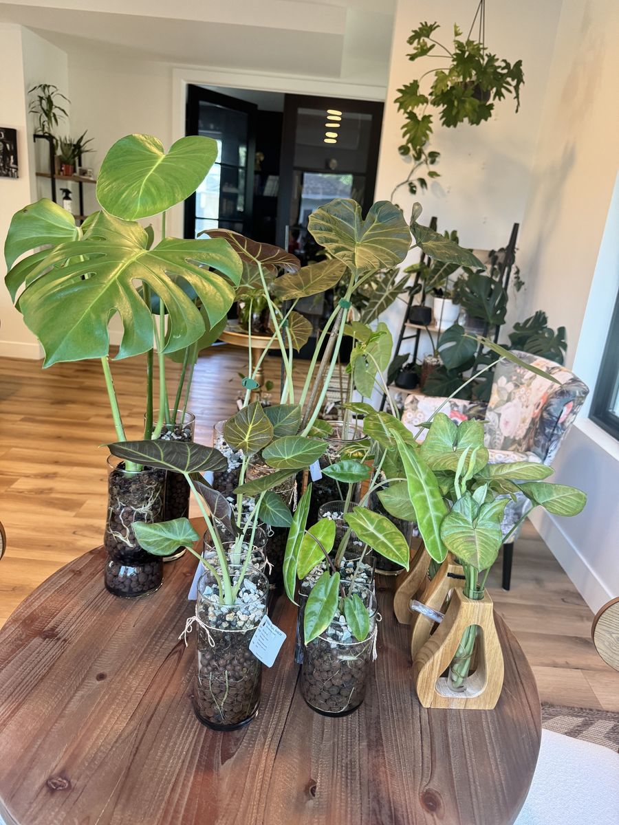 Plants