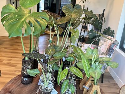 Plants