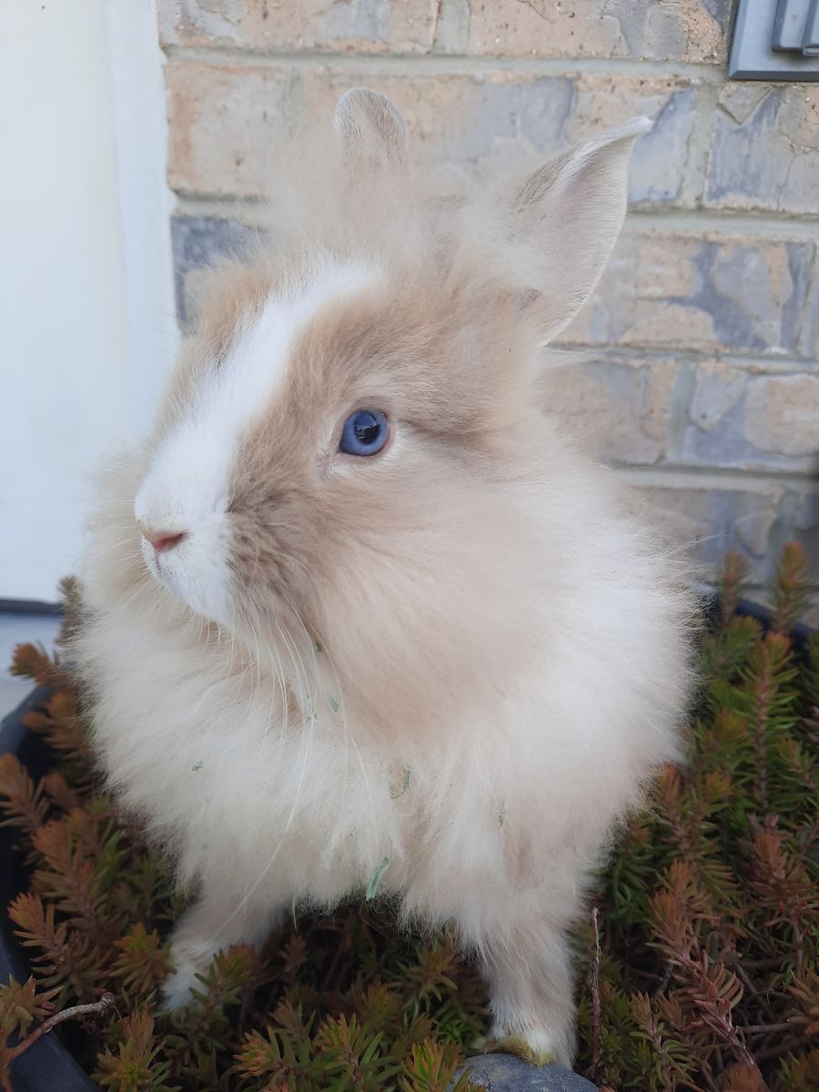 Angora Mix Bunny