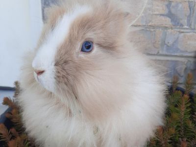 Angora Mix Bunny
