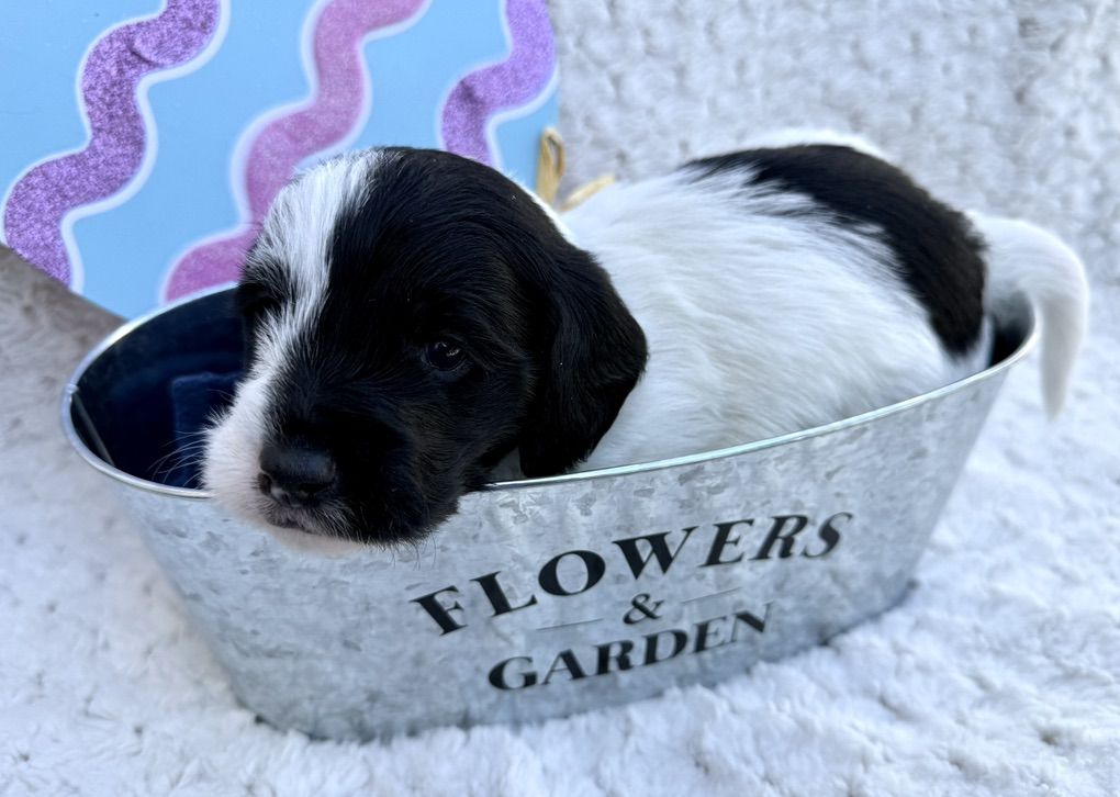 Doxiepoo puppies Long Hair - Dachshund Poodle