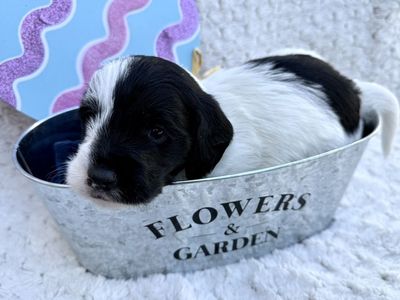 Doxiepoo puppies Long Hair - Dachshund Poodle