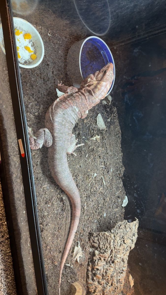 Female Red Tegu