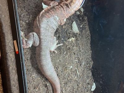 Female Red Tegu