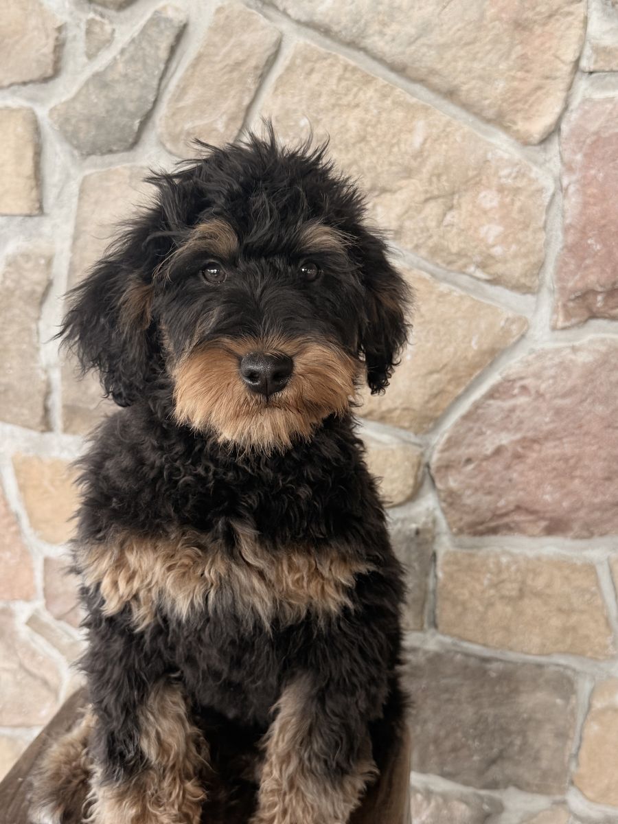 MALE Mini Bernedoodle (started training!)