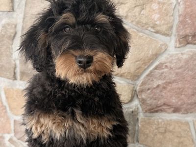 MALE Mini Bernedoodle (started training!)