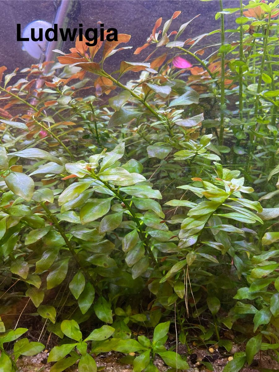 Easy 10 gallon tank plant bundle - $20