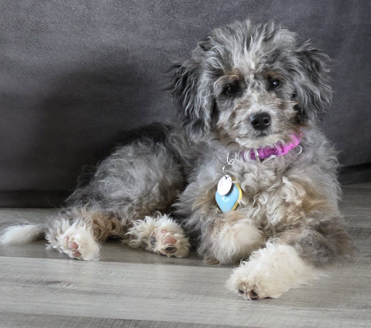 AUSSIEDOODLES PUPPIES