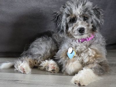 AUSSIEDOODLES PUPPIES