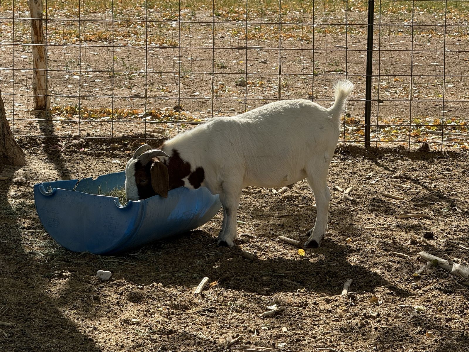 Boer buck for Sale