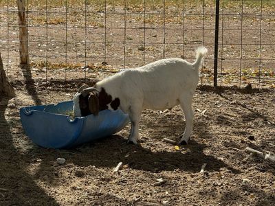 Boer buck for Sale