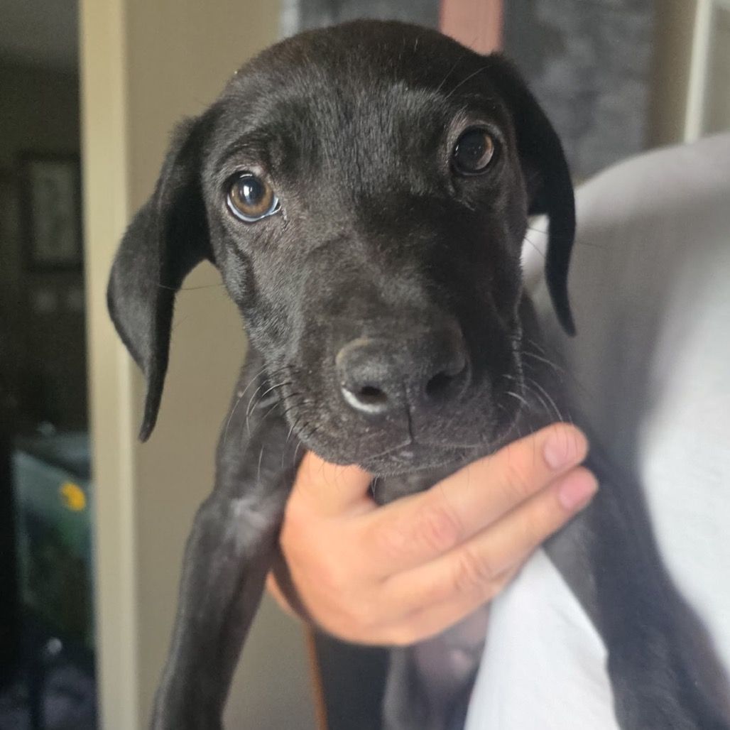 Hello my name is Dewey