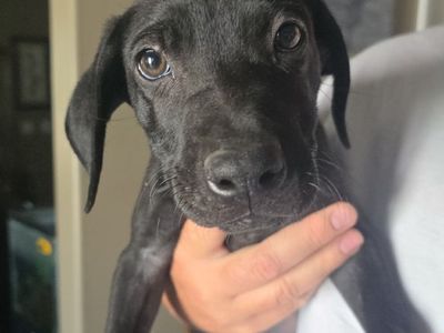 Hello my name is Dewey