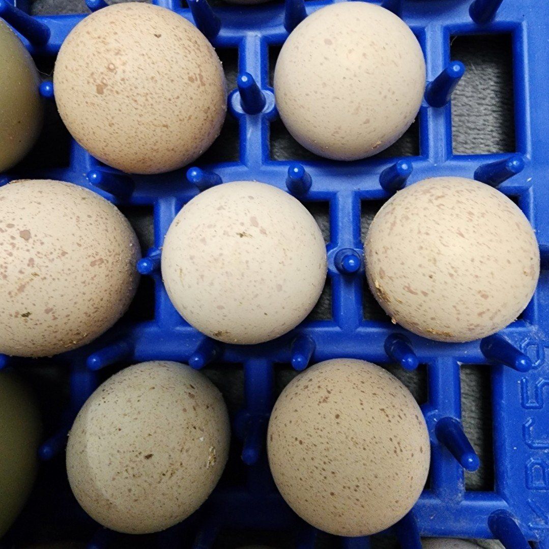 Chukar Fertile Eggs