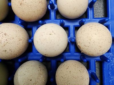Chukar Fertile Eggs