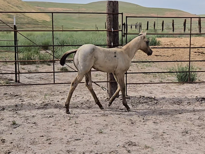 AQHA Grey Stud Colt