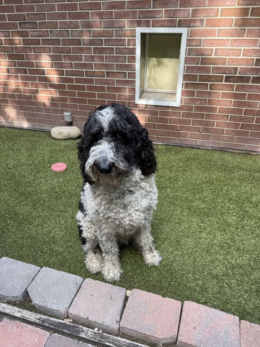 Sheepadoodle