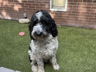 Sheepadoodle