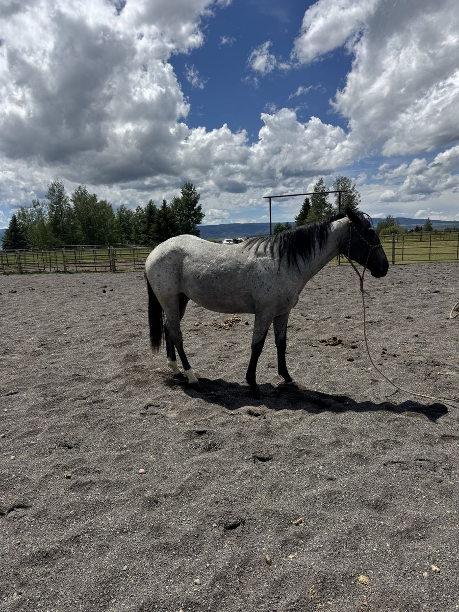 Goose 2 year old gelding