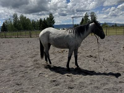 Goose 2 year old gelding