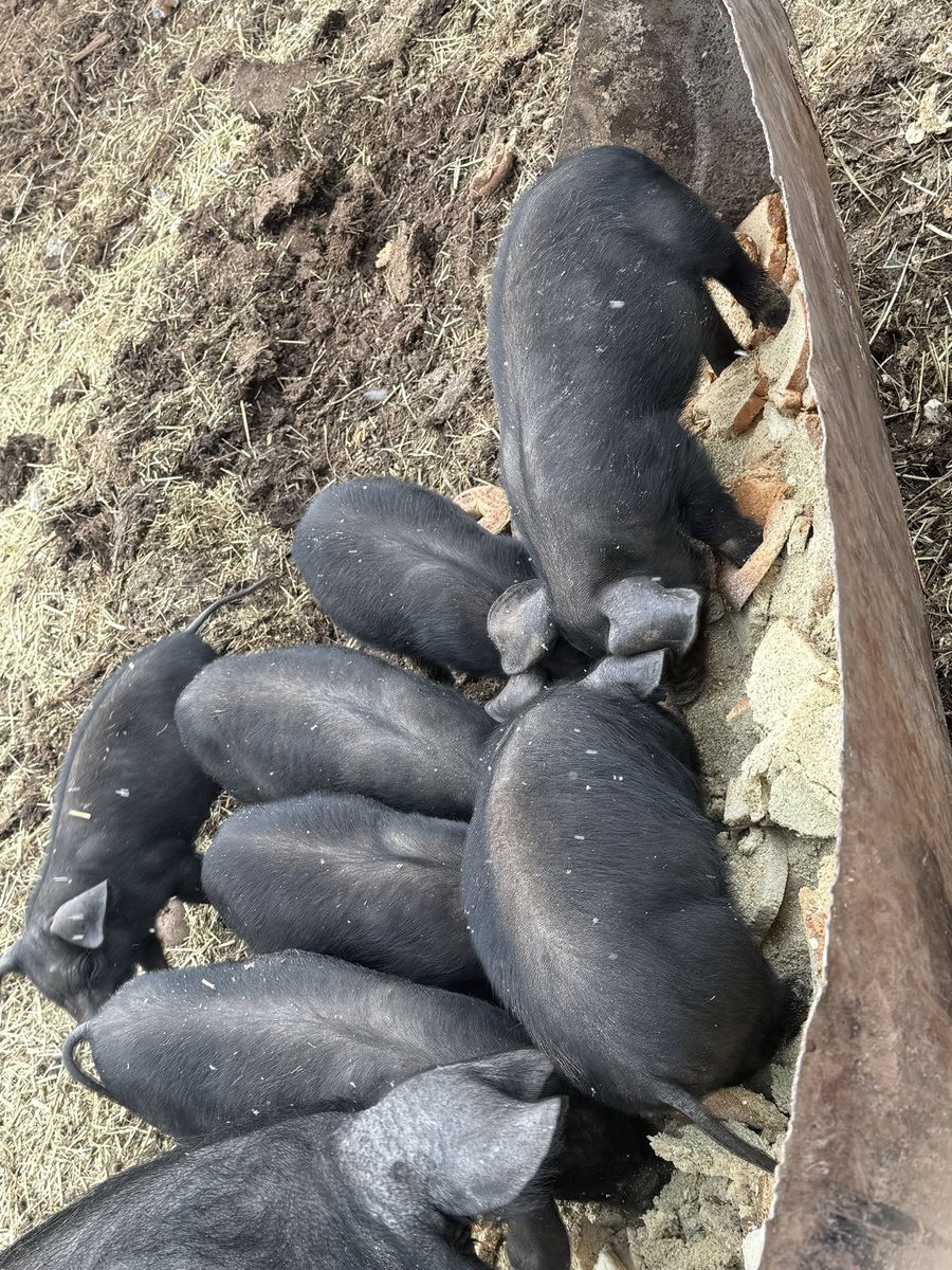 Big Black Piglets