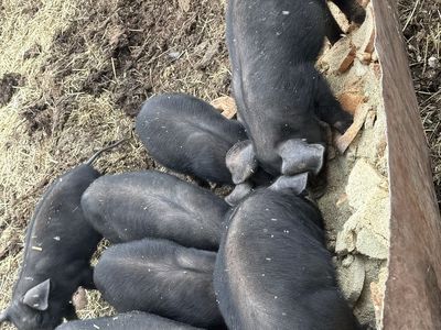 Big Black Piglets