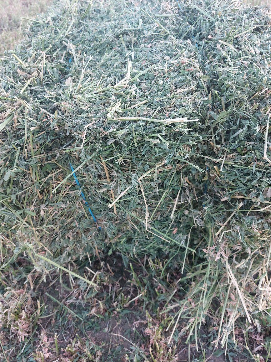 premium alfalfa