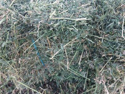 premium alfalfa