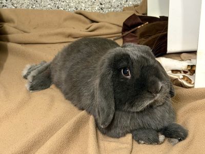 Lop Bunny for Adoption!