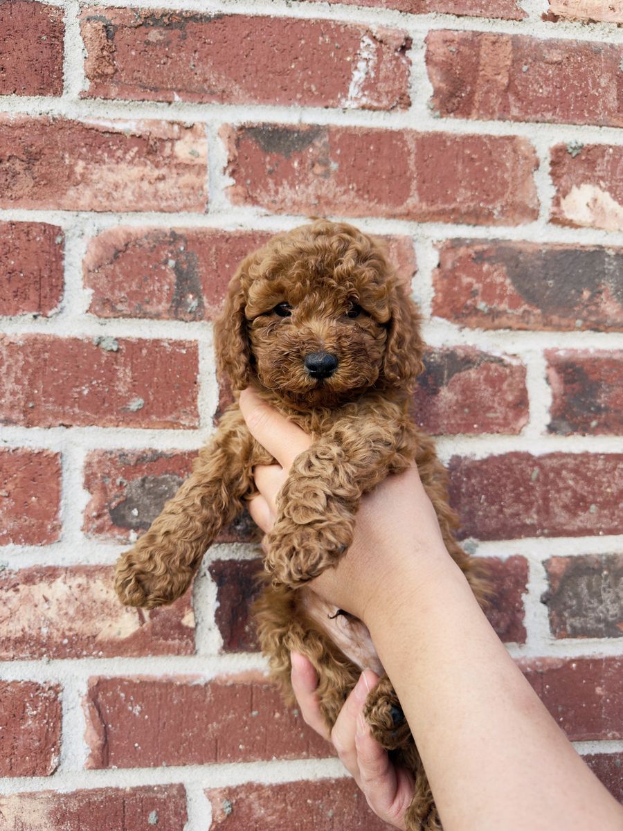 Mini Red Pure Breed Poodle Puppies *1 boy left*