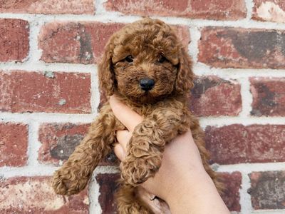 Mini Red Pure Breed Poodle Puppies *1 boy left*