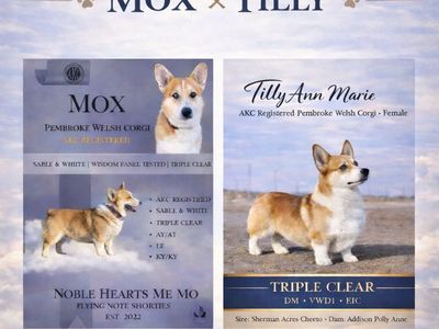 AKC Triple Clear Pembroke Welsh Corgis