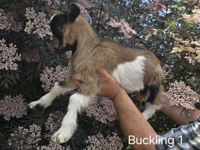 Nigerian Dwarf Goats (moms, babies, bottle babies)