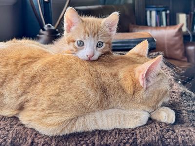 Spring Kittens for Sale!