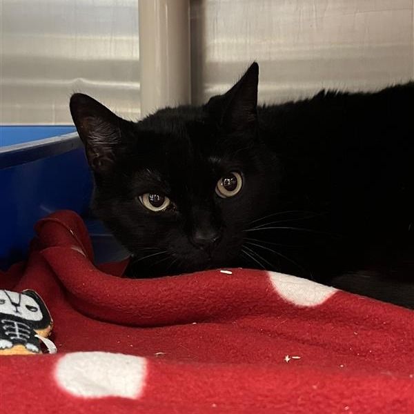 Hello my name is Alto