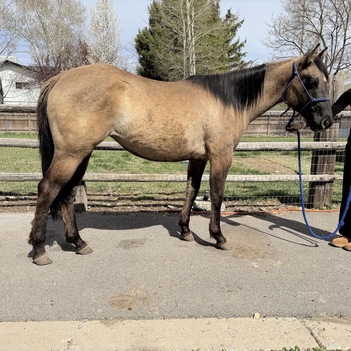 AQHA 2 year old Hollywood Dun it