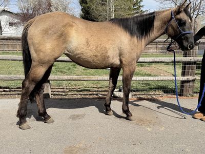 AQHA 2 year old Hollywood Dun it