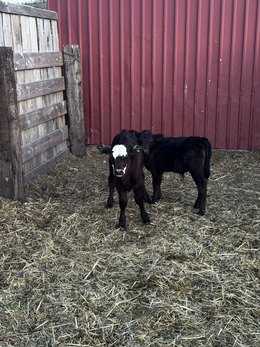 Adorable Calves for Sale - One Black with White Face, One Solid Black