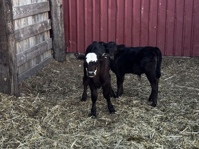 Adorable Calves for Sale - One Black with White Face, One Solid Black