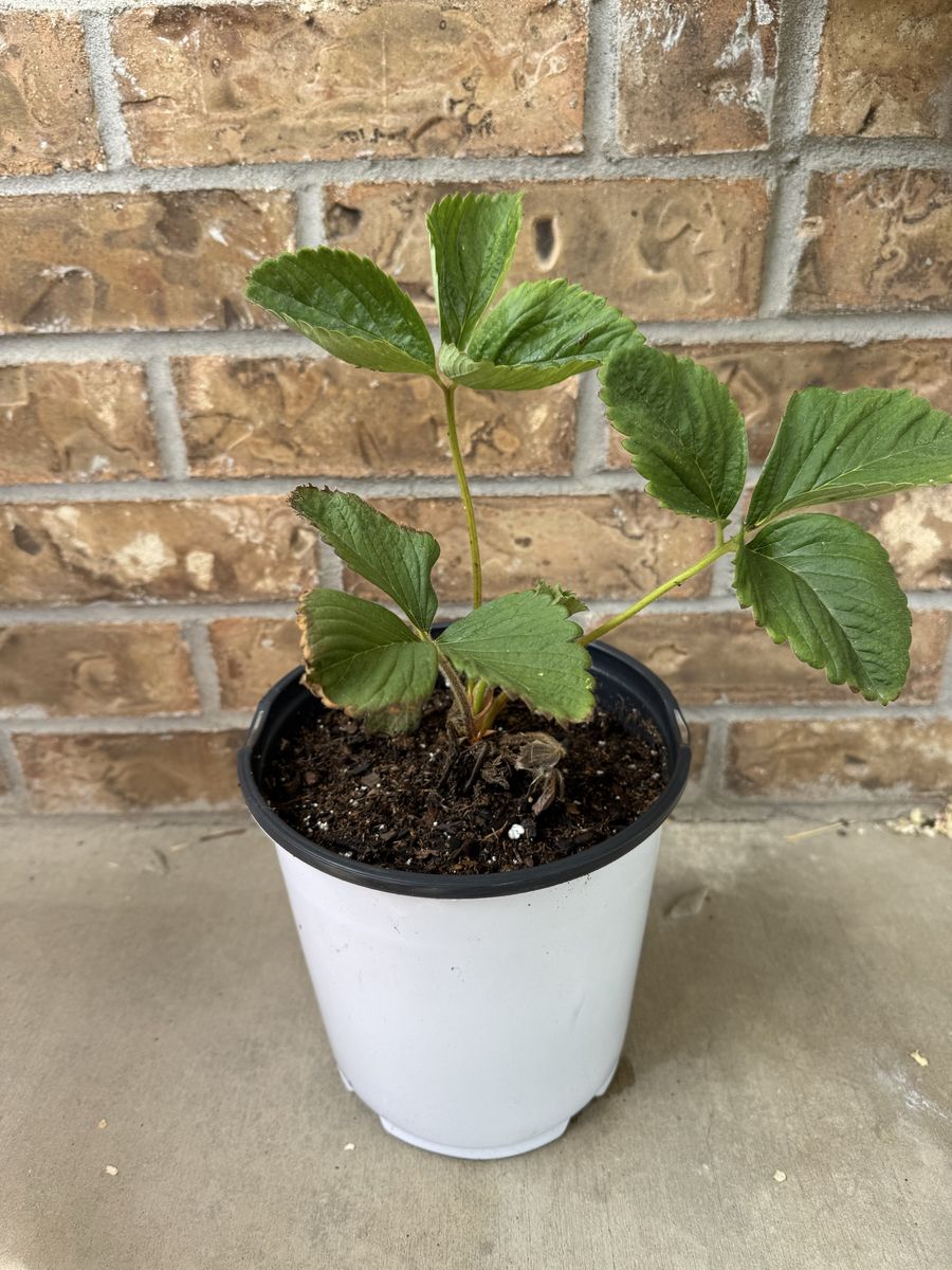 Strawberry Plant