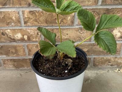 Strawberry Plant