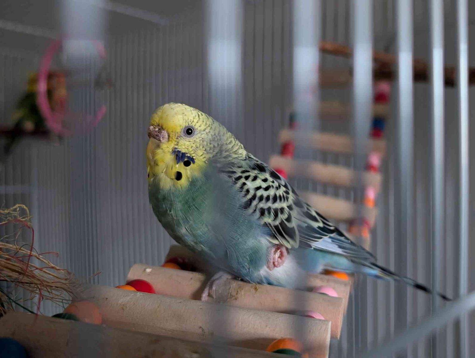 Rehoming female parakeet