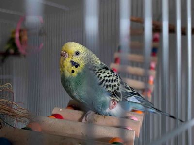 Rehoming female parakeet