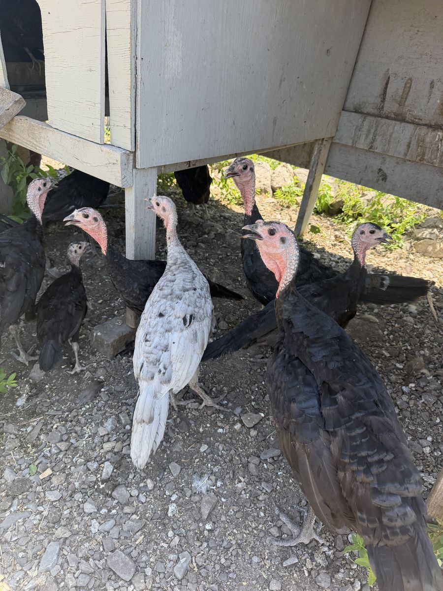 Heritage turkeys three months old - Mixed Breed, Farm