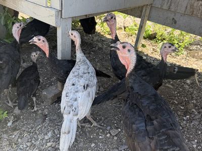 Heritage turkeys three months old - Mixed Breed, Farm