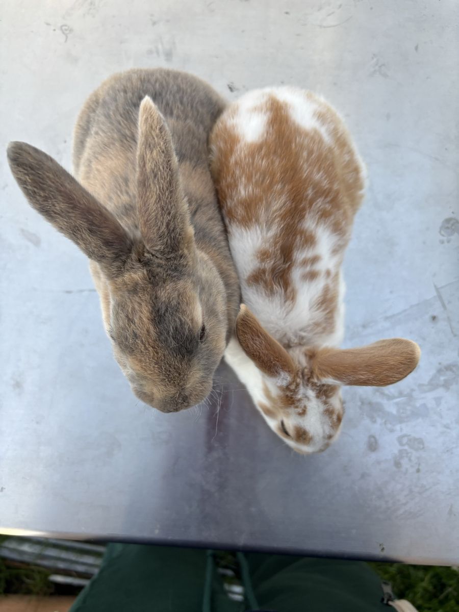Pure Standard Rex Rabbit Bucks
