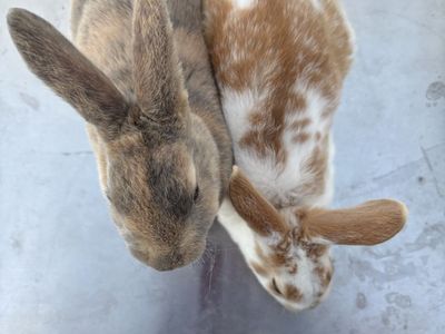 Pure Standard Rex Rabbit Bucks