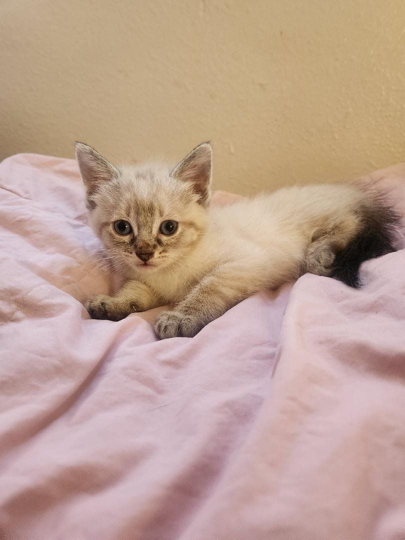 adorable kittens